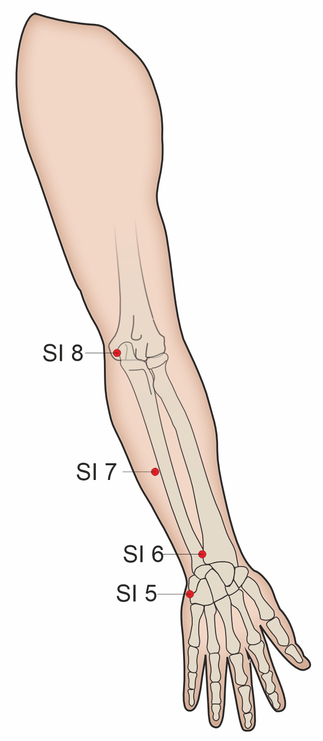 Illustration of Zhizheng Acupoints