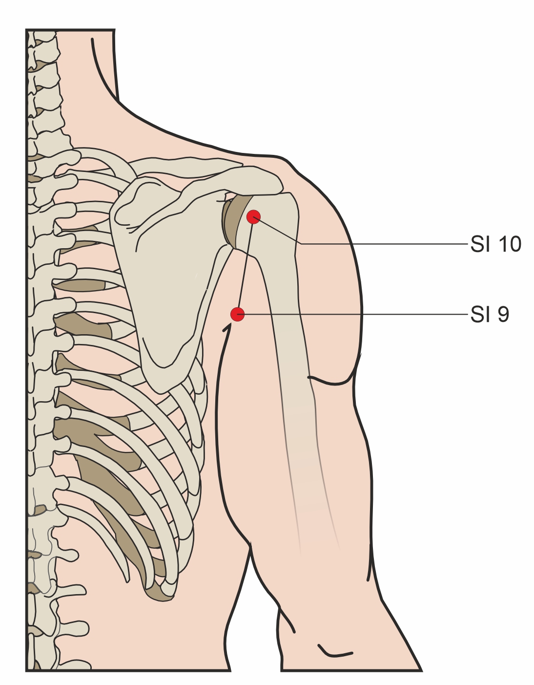 Illustration of Naoshu SI 10