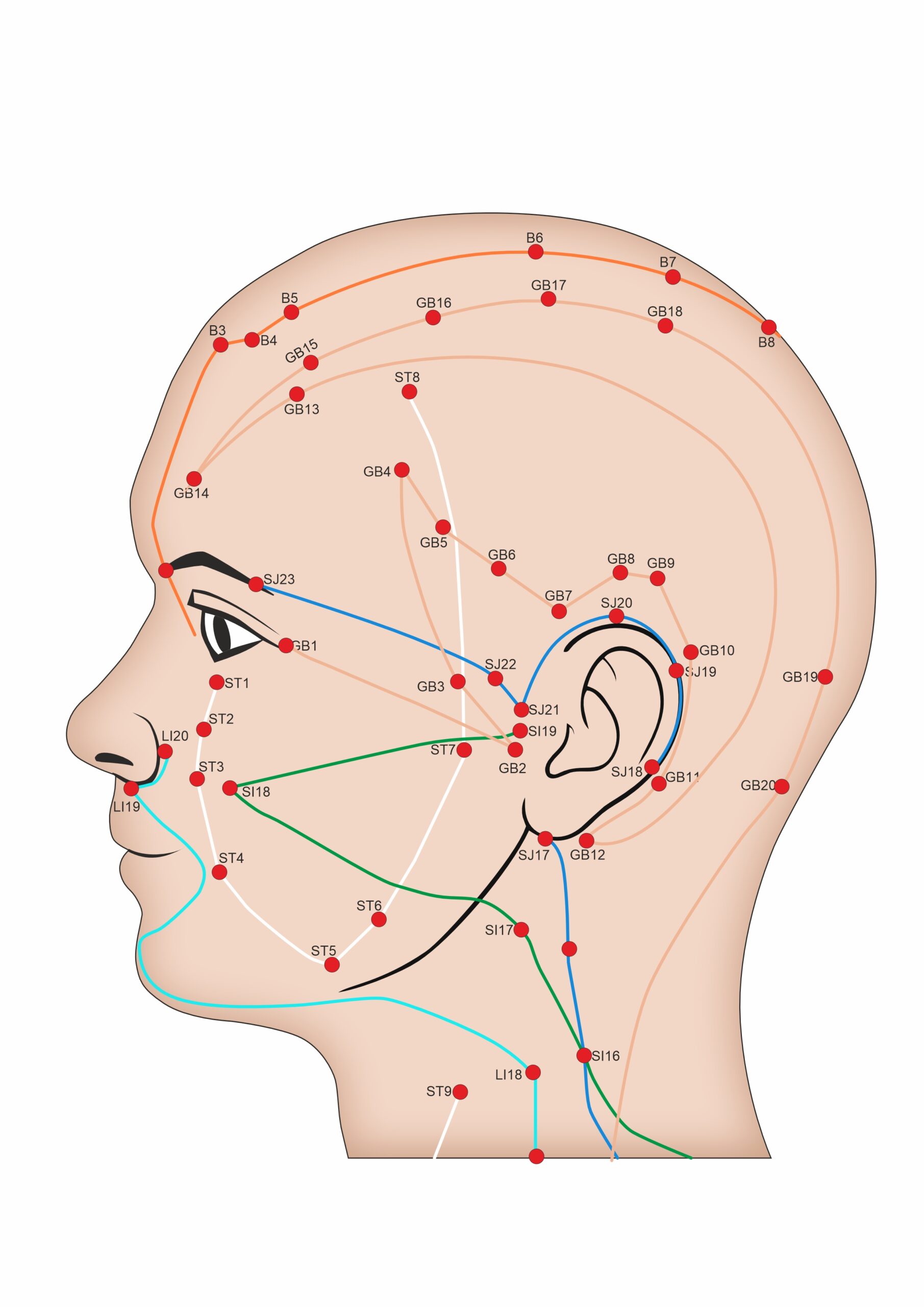 Acupoints in the Head