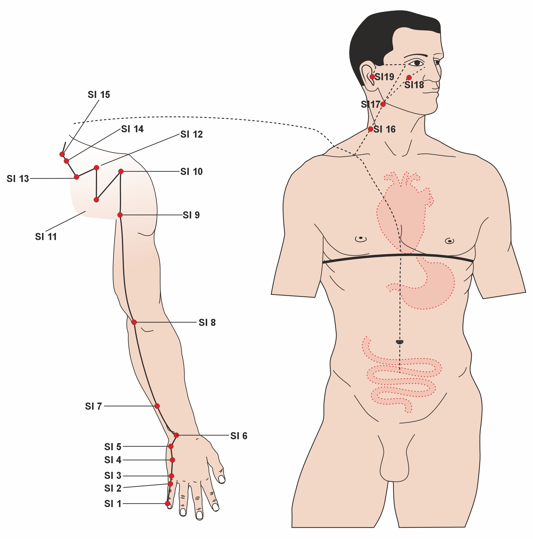 Small Intestine Meridian of Hand illustration